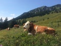 Group of cows grazing in the grass of the Alps Royalty Free Stock Photo