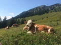 Group of cows grazing in the grass of the Alps Royalty Free Stock Photo
