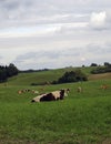 Group of cows.