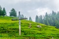 a group of cows are grazing grass in liechtenstein....IMAGE Royalty Free Stock Photo