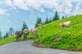 a group of cows are grazing grass in liechtenstein....IMAGE Royalty Free Stock Photo