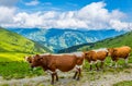 a group of cows is grazing grass on the pinzgauer spaziergang hiking trail in the alps near Zell am see in Austria Royalty Free Stock Photo