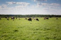 Group of cows grazing on a green meadow. Cows graze on the farm Royalty Free Stock Photo