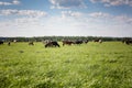 Group of cows grazing on a green meadow. Cows graze on the farm Royalty Free Stock Photo