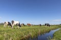 Group of cows grazing in a green in a pasture bordered by a ditch Royalty Free Stock Photo