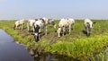 Group cows grazing in a green in a pasture bordered by a ditch, a panoramic wide view Royalty Free Stock Photo