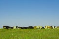 Group of cows grazing in a green in a pasture, a panoramic side view. Royalty Free Stock Photo