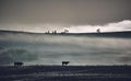 a herd of cattle grazing in an open pasture covered with fog Royalty Free Stock Photo