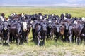 Group of cows grazing on the meadow Royalty Free Stock Photo