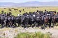 Group of cows grazing Royalty Free Stock Photo