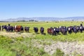 Group of cows grazing Royalty Free Stock Photo