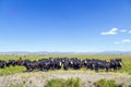 Group of cows grazing Royalty Free Stock Photo
