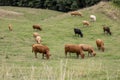 Group of cows grazing in a meadow Royalty Free Stock Photo