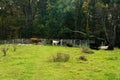 Group of Cows Grazing in a Mountain Meadow Royalty Free Stock Photo