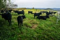 Group of Cows Grazing in a Mountain Meadow Royalty Free Stock Photo