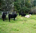 Group of Cows resting in a Mountain Meadow Royalty Free Stock Photo