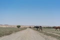 Group of cows grazing in the oasis of the Namib Desert. Angola. Royalty Free Stock Photo