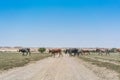 Group of cows grazing in the oasis of the Namib Desert. Angola. Royalty Free Stock Photo