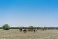 Group of cows grazing in the oasis of the Namib Desert. Angola. Royalty Free Stock Photo