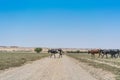 Group of cows grazing in the oasis of the Namib Desert. Angola. Royalty Free Stock Photo