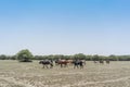 Group of cows grazing in the oasis of the Namib Desert. Angola.