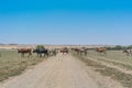 Group of cows grazing in the oasis of the Namib Desert. Angola. Royalty Free Stock Photo