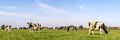 Group cows grazing in the pasture, a herd in Dutch landscape of flat land with a blue sky with white clouds Royalty Free Stock Photo