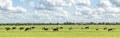 Group of cows grazing in the pasture, peaceful and sunny in Dutch landscape of flat land with a blue sky with clouds on the Royalty Free Stock Photo