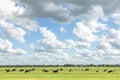 Group of cows grazing in the pasture, peaceful and sunny in Dutch landscape of flat land with a blue sky with clouds on the Royalty Free Stock Photo