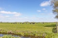 Group of cows grazing in the pasture, peaceful and sunny in Dutch landscape of flat land with a blue sky with clouds, panoramic Royalty Free Stock Photo