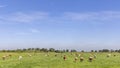 Group of cows grazing in the pasture, peaceful and sunny in Dutch landscape in Holland of flat land with a blue sky Royalty Free Stock Photo