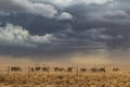 Group of cows grazing with sandstorm. Namibia, sossuvlei. Royalty Free Stock Photo