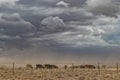 Group of cows grazing with sandstorm. Namibia, sossuvlei. Royalty Free Stock Photo