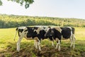 Group of cows grazing under the shade of a tree in a green meadow Royalty Free Stock Photo