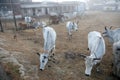 A group of cows grazing in village Kumrokhali, India