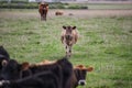 Group of cows in a green field in Warrnambool, Victoria, Australia Royalty Free Stock Photo