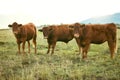 Group of cows, green grass or countryside field environment, sustainability field or agriculture Brazilian farm. Cattle