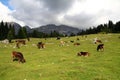 Group of cows in the high fields of the Dolomites