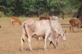 Group of cows, india,cow Royalty Free Stock Photo