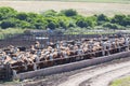 Group of cows in intensive livestock farm land, Uruguay