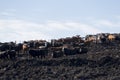 Group of cows in intensive livestock farm land, Uruguay