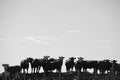 Group of cows in intensive livestock farm land, Uruguay