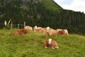 A group of cows lounging in the Swiss Alps Royalty Free Stock Photo