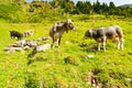 Group of Cows lying on a meadow on the Stubai Valley in Tyrol Alps, Austria Royalty Free Stock Photo