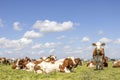 Group cows lying and standing in a green meadow, one cow maverick, the herd cosy together under a blue sky Royalty Free Stock Photo