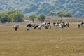 Group cows in the meadow