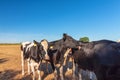 A group of cows in the midday sun Royalty Free Stock Photo