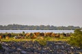 A group of cows near a river Royalty Free Stock Photo