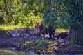 A group of cows near a river Royalty Free Stock Photo