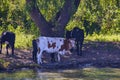 A group of cows near a river Royalty Free Stock Photo